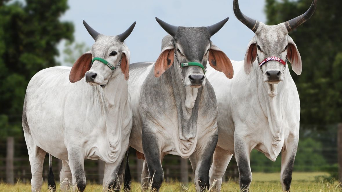 carne genética