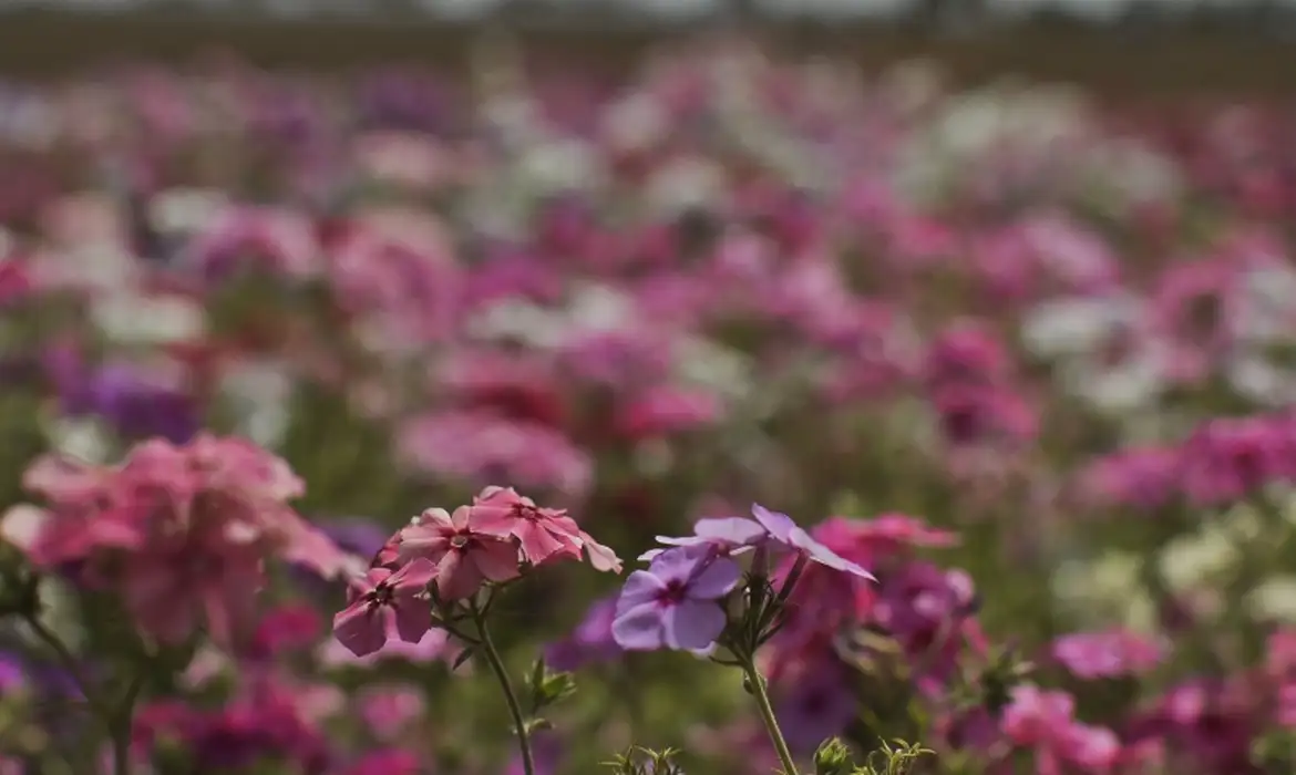 primavera Goiás