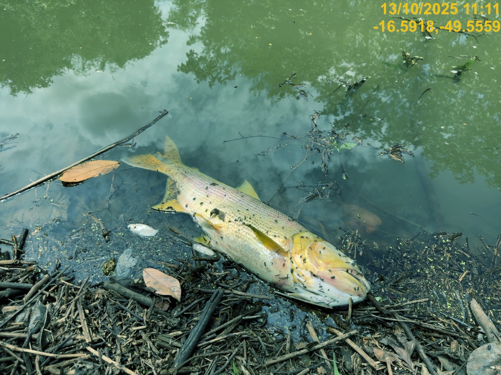 peixes Trindade