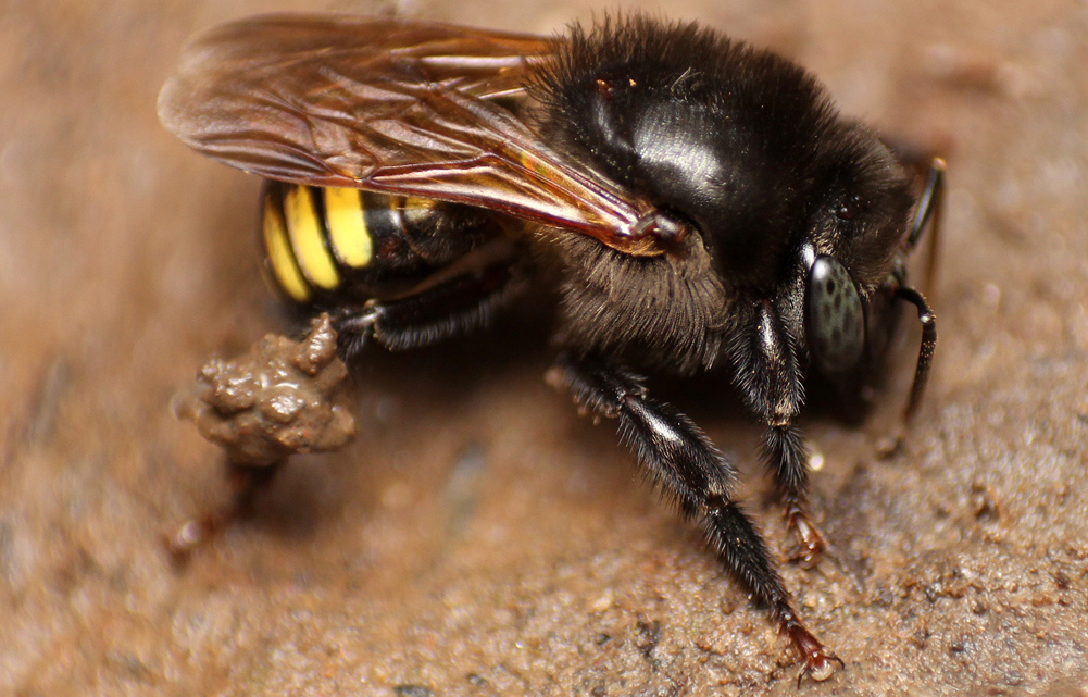 Um dos méis testados foi o da mandaçaia (Melipona quadrifasciata) (foto: Lucas Rubio/iNaturalist)