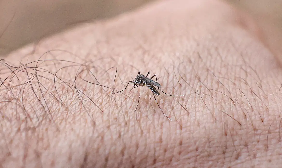Dengue