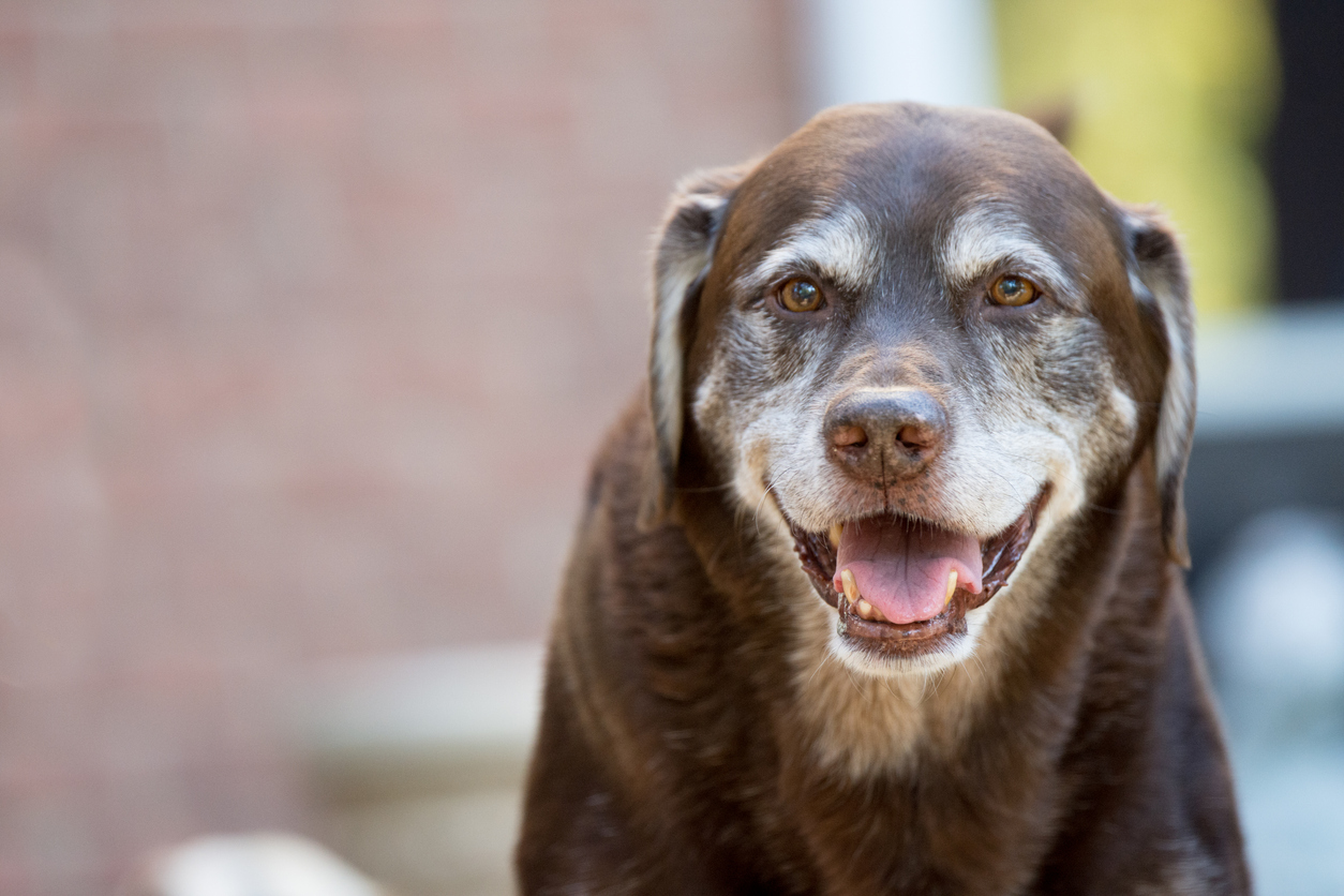 Práticas de saúde e bem-estar que ajudam os pets seniores a manterem qualidade de vida