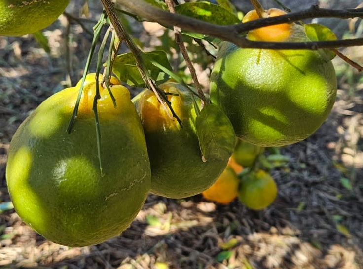 Agrodefesa citros