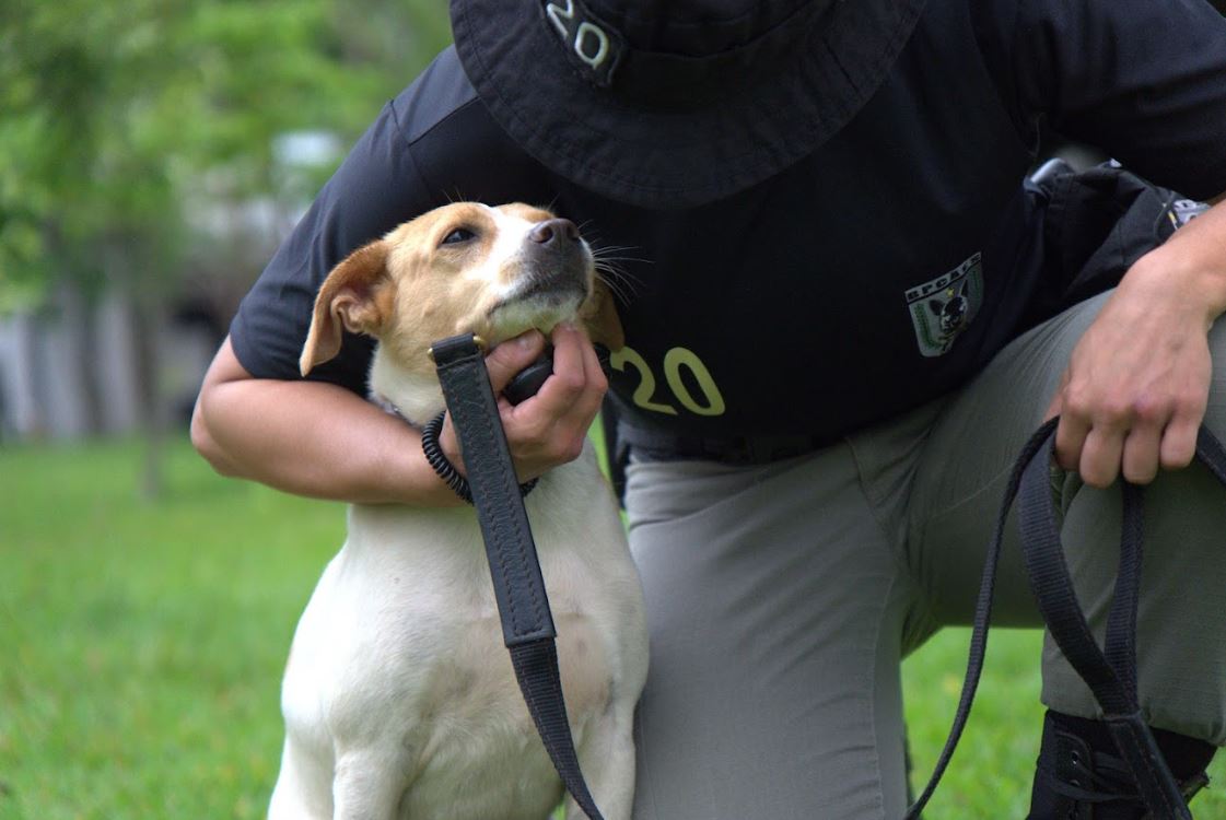 cães adestramento
