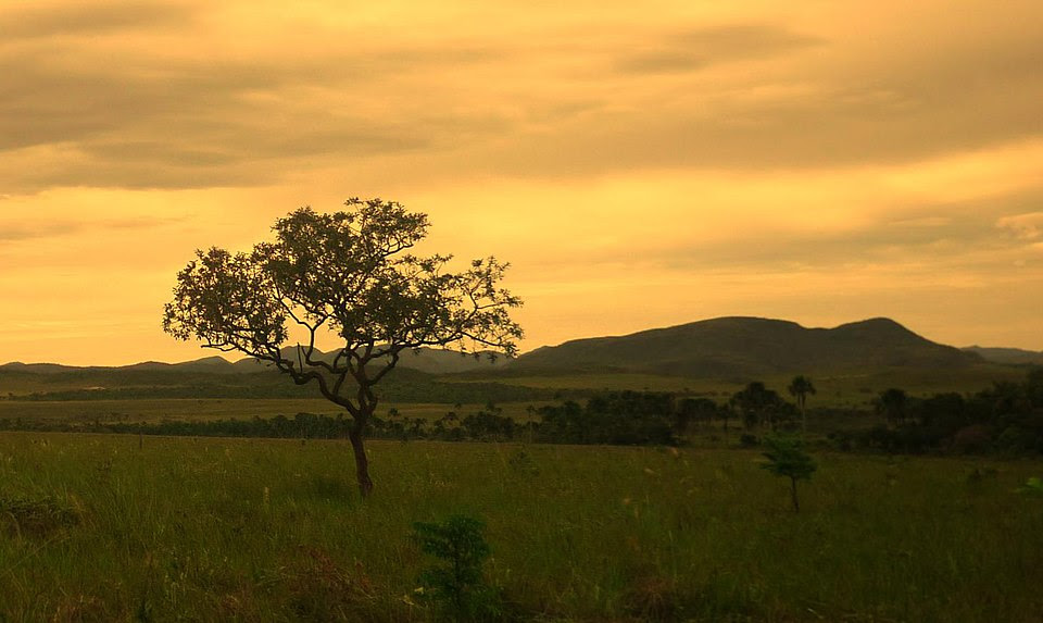 Coração Acelerado Chapada