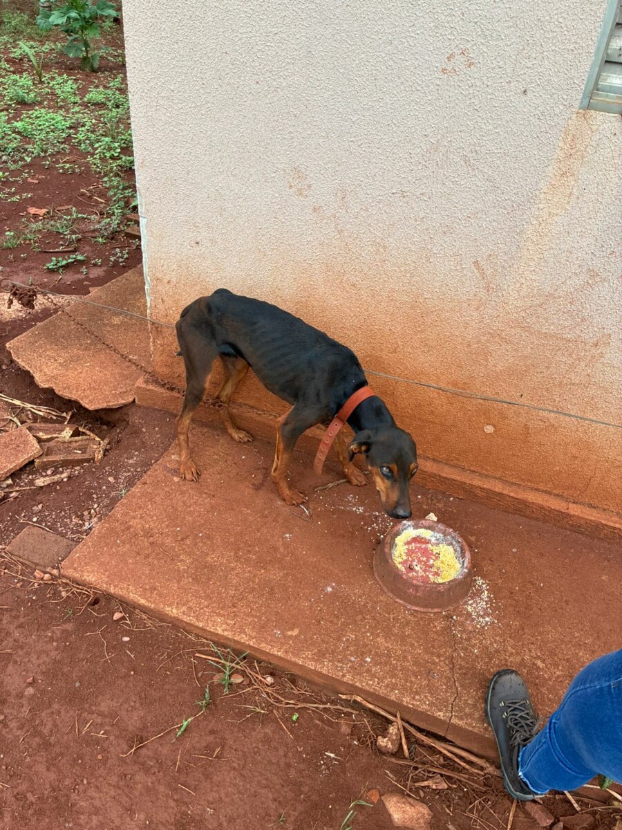 Policiais encontraram um cachorro acorrentado, debilitado, com sinais evidentes de desnutrição e abandono - PCGO