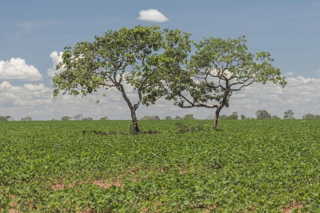 Cerrado concentra mais da metade do desmatamento no Brasil em 2025, aponta MapBiomas