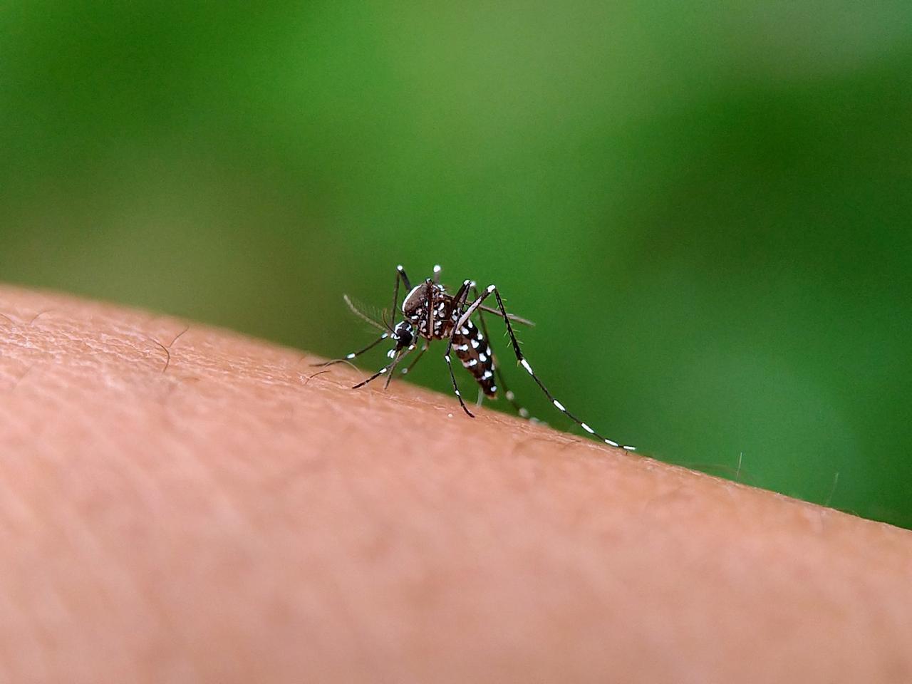 Casos dengue em 2026