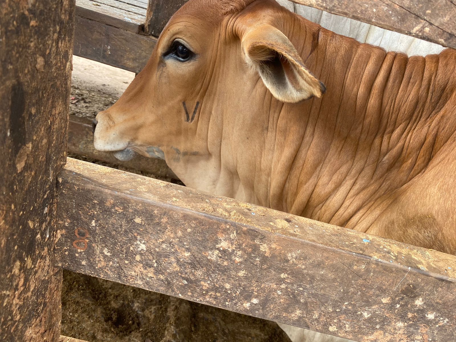 brucelose bovina