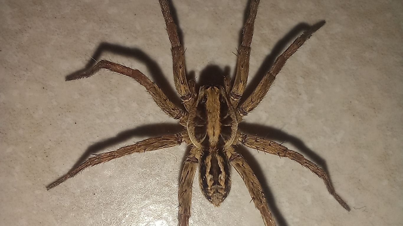 extinção de aracnídeos em Goiás
