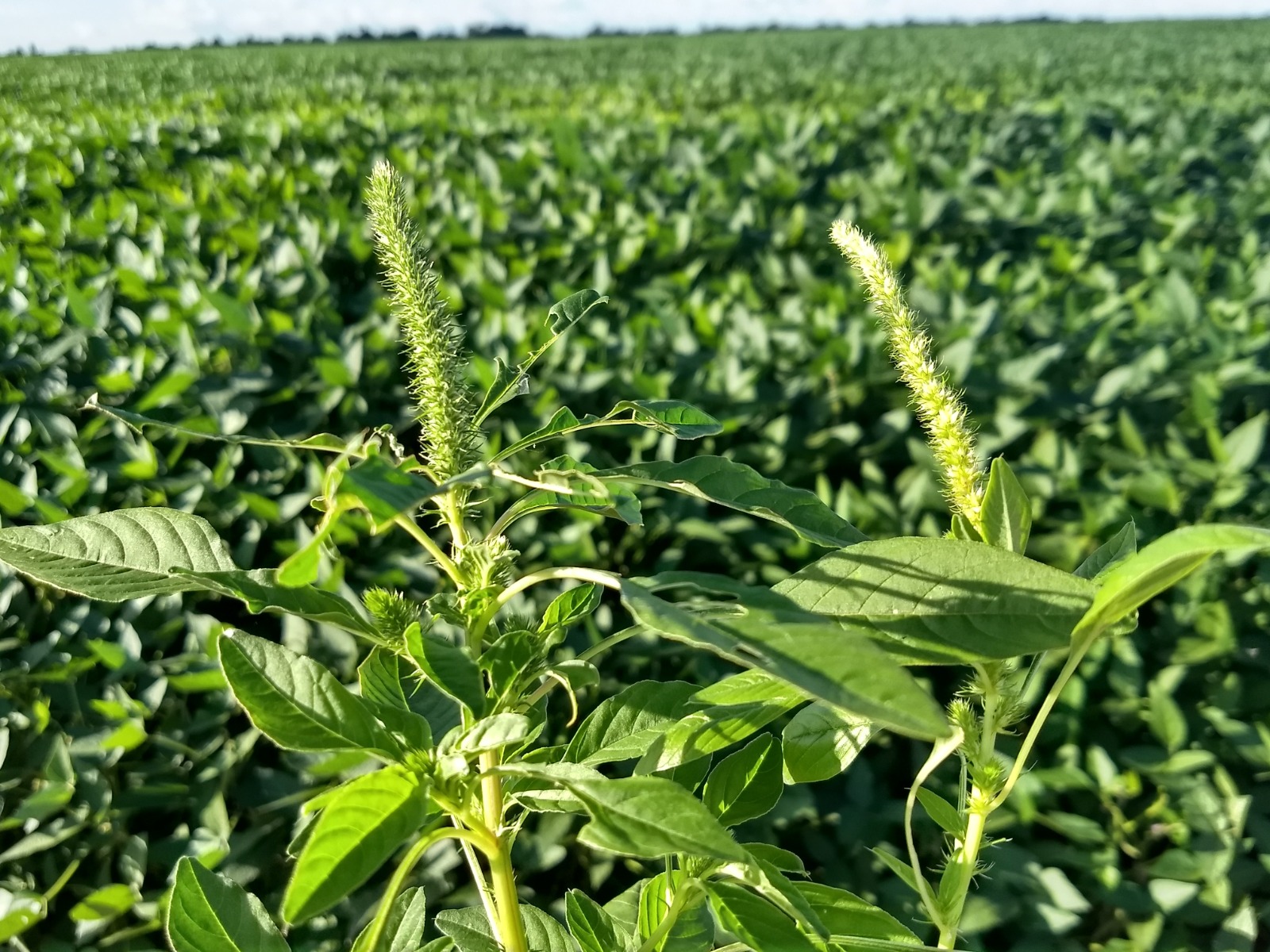 Amaranthus palmeri