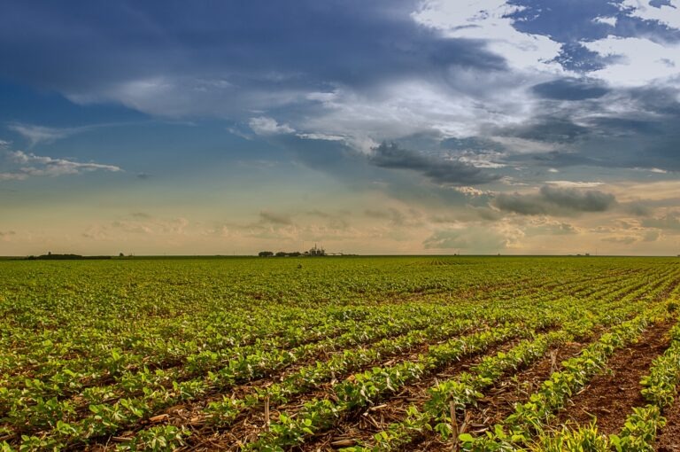 Agro PIB goiano