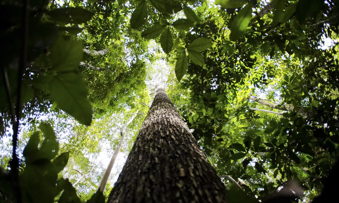 proteção ambiental floresta
