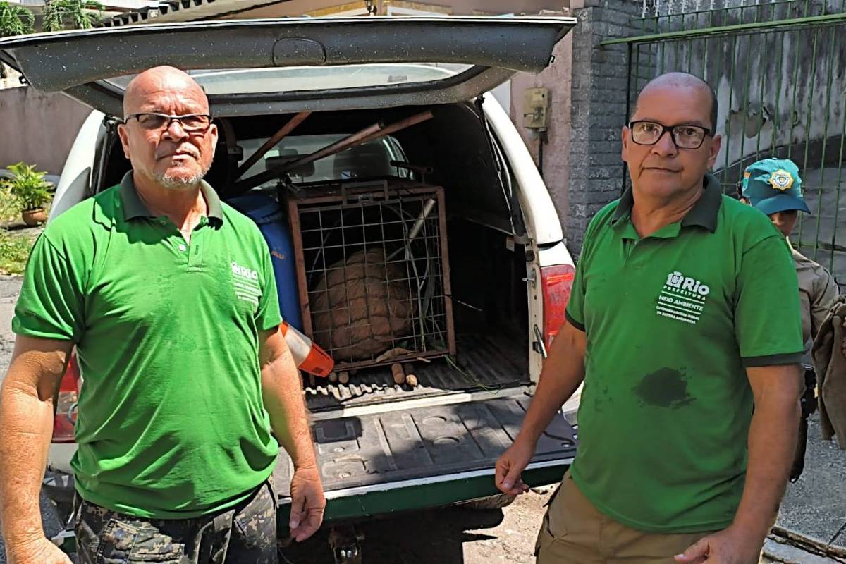 Dois homens com camisas verdes estão ao lado de um veículo com a porta traseira aberta, que contém uma gaiola metálica. Eles estão em uma rua residencial com muro e vegetação ao fundo. Agentes da Prefeitura do Rio resgataram a capivaram e providenciaram os primeiros-socorros - Divulgação/Secretaria de Meio Ambiente do Rio