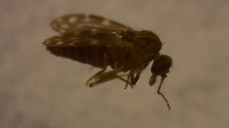 O mosquito-pólvora, porvinha ou maruim (Culicoides paraensis), transmissor do Oropouche, é três vezes menor que um pernilongo comum, tamanho ideal para atravessar mosquiteiros (imagem: Erik Jesus de Faria Santana/Wikimedia Commons)