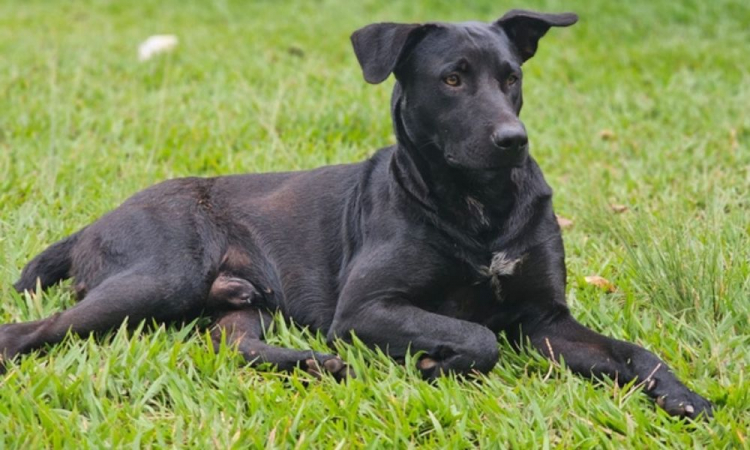 cão Brutus