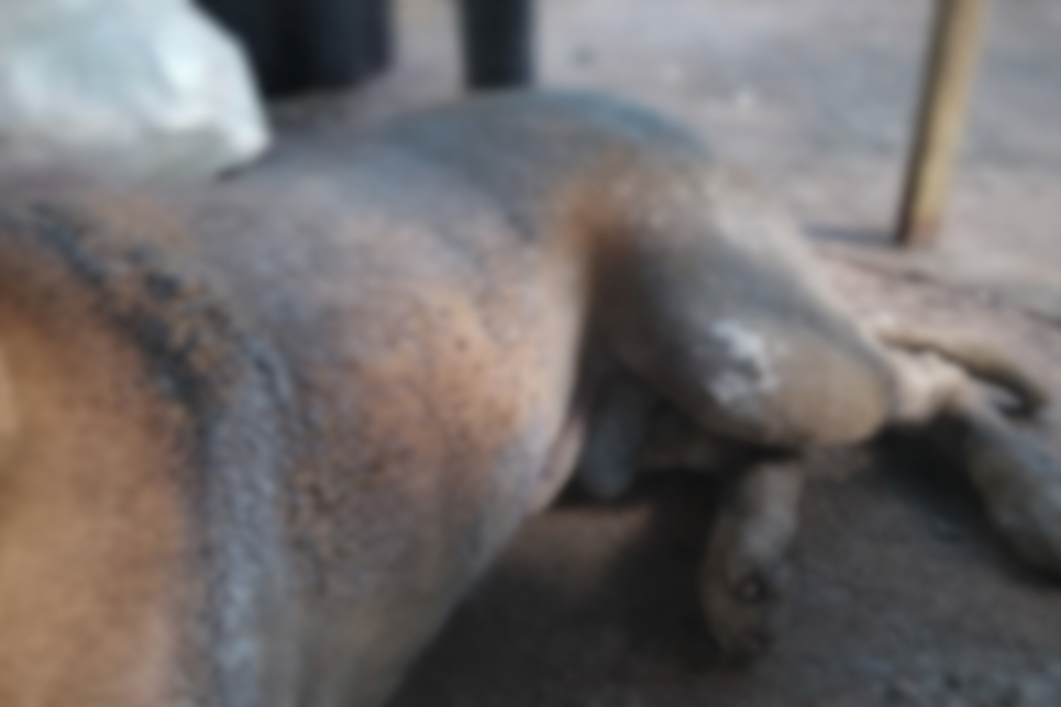 Cão atacado com gasolina em Aparecida morre e Prefeitura multa agressor em R$ 50 mil