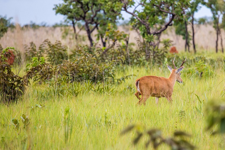 professora desaparecida Parque Nacional das Emas