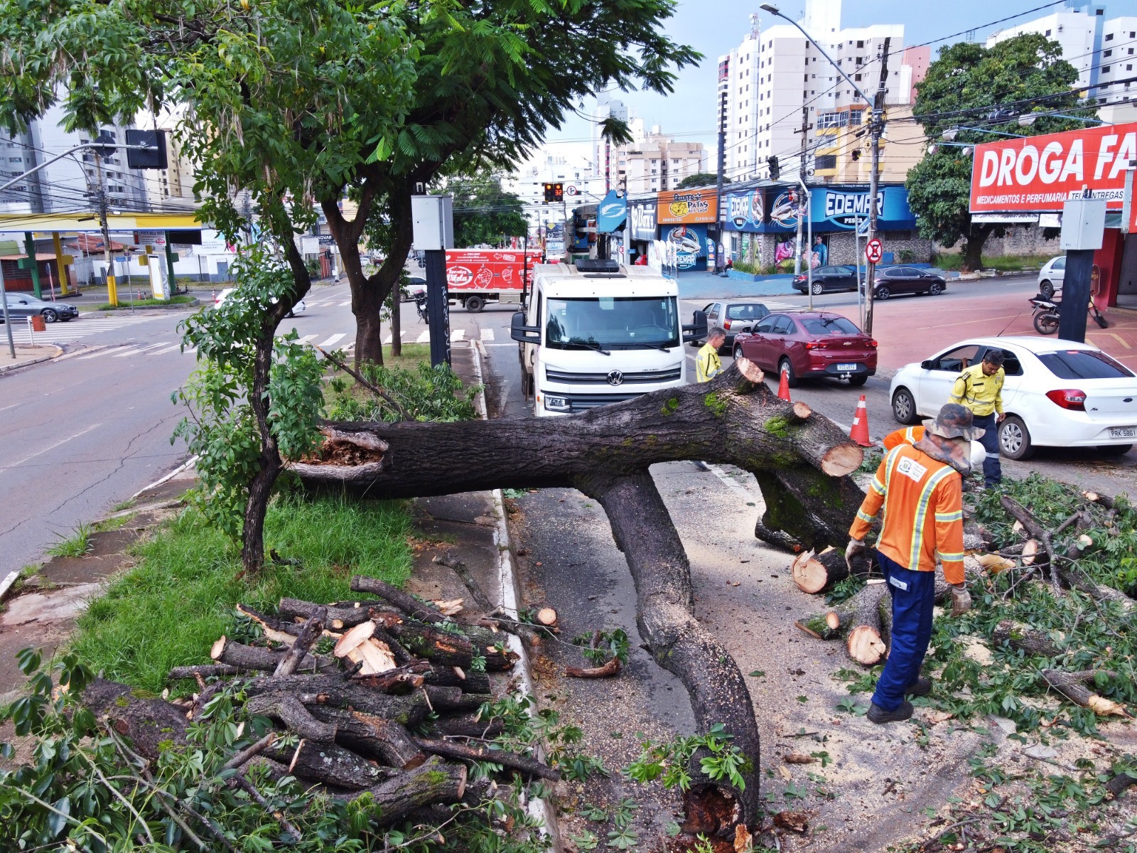Temporal derruba árvores em Goiânia e assusta moradores