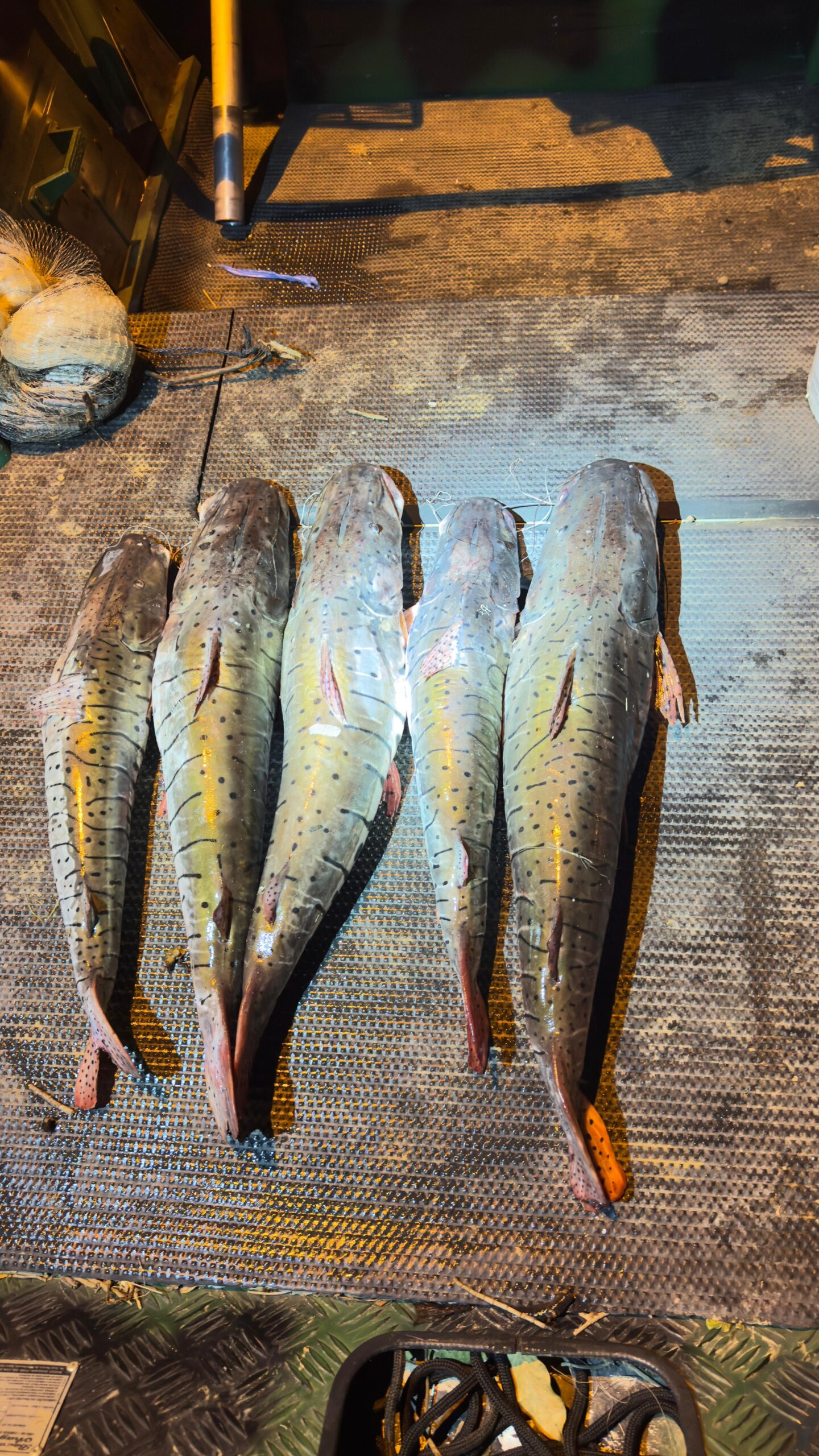 Homem é preso com 30kg de peixes irregulares durante operação no Rio Araguaia