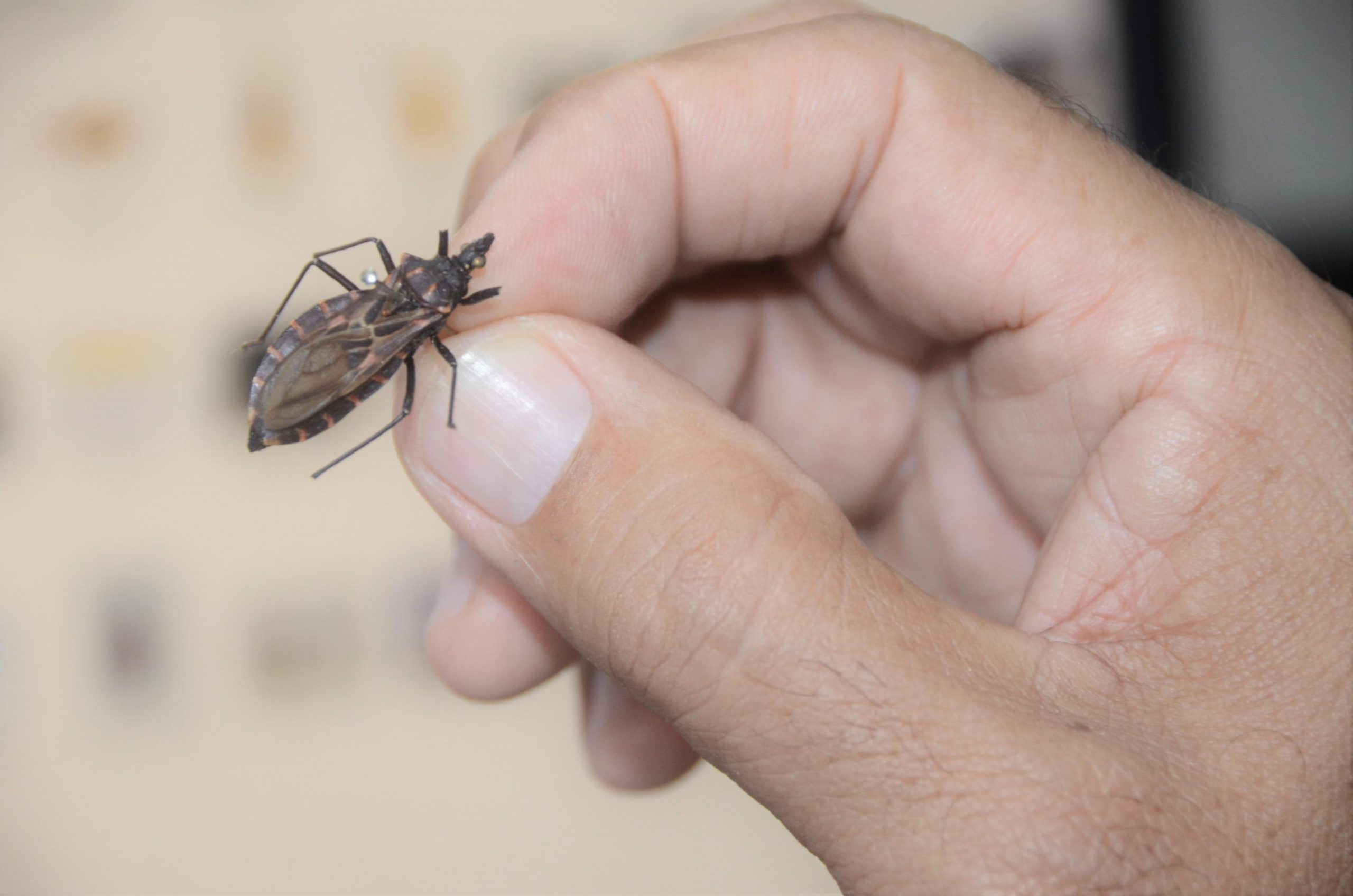 Doença de Chagas