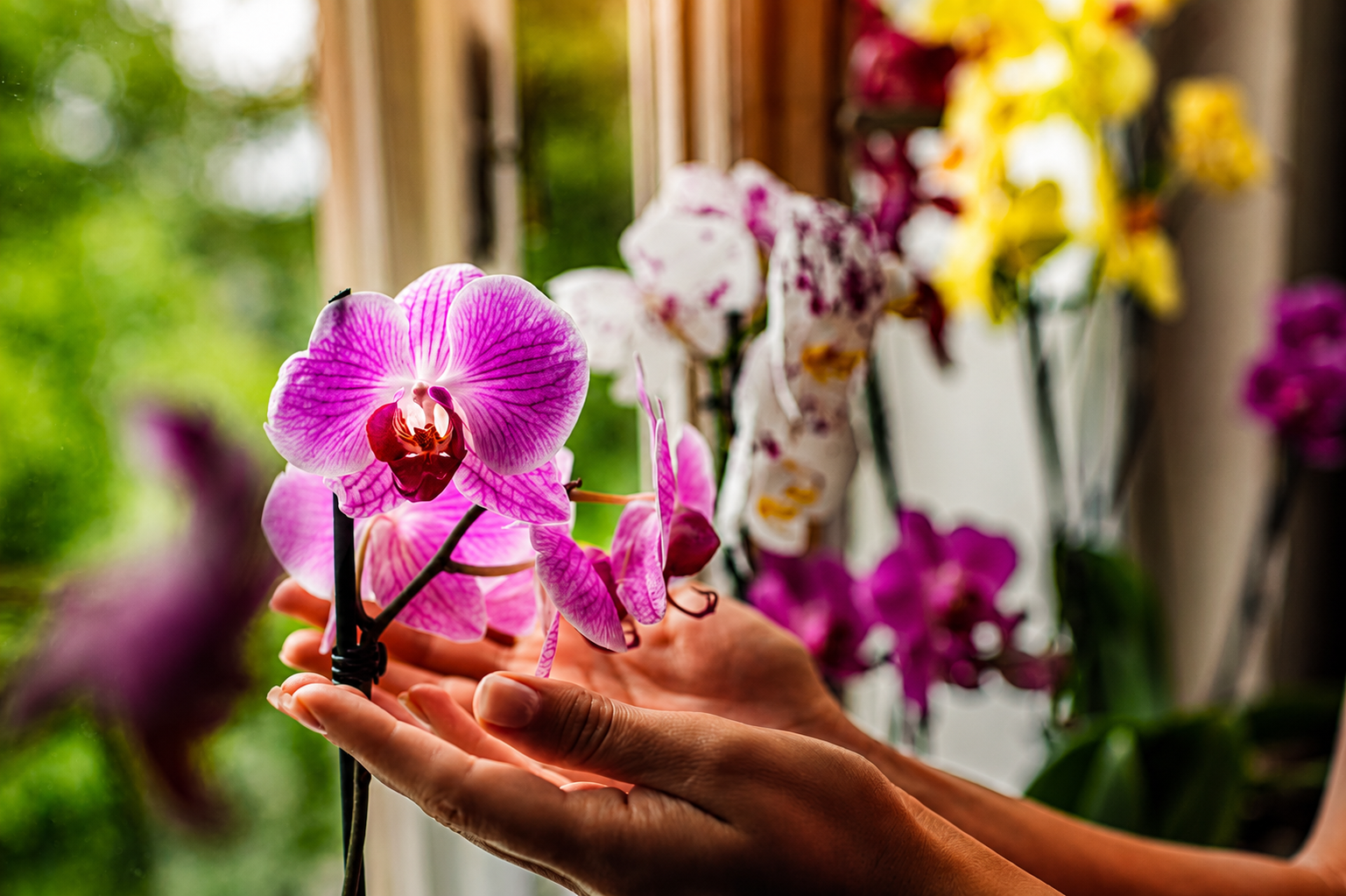 Com foco no Dia das Mães, Aparecida recebe feira de orquídeas com entrada gratuita; veja detalhes