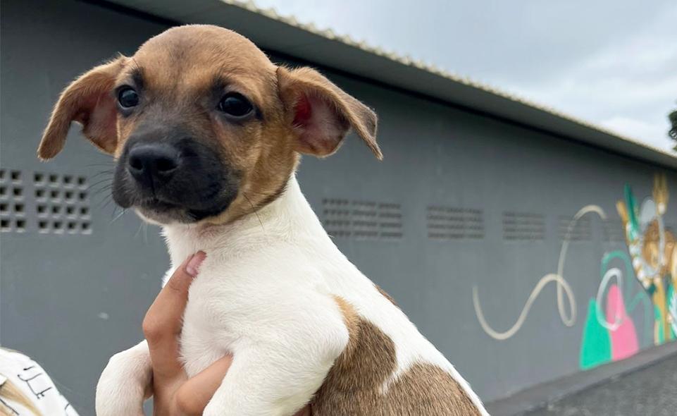 Feira de adoção responsável oferece 34 cães e gatos em Aparecida neste sábado (23)