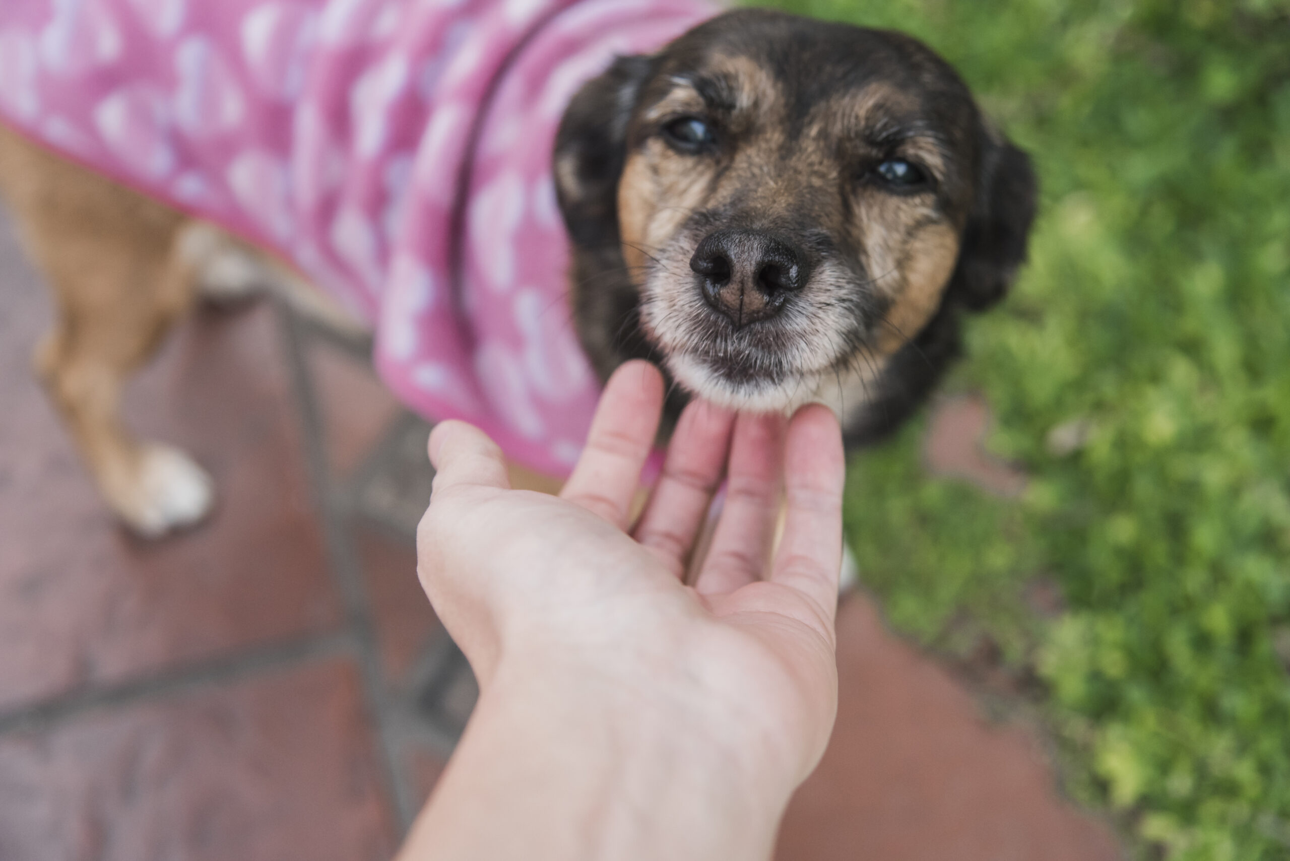 adoção com 25 animais