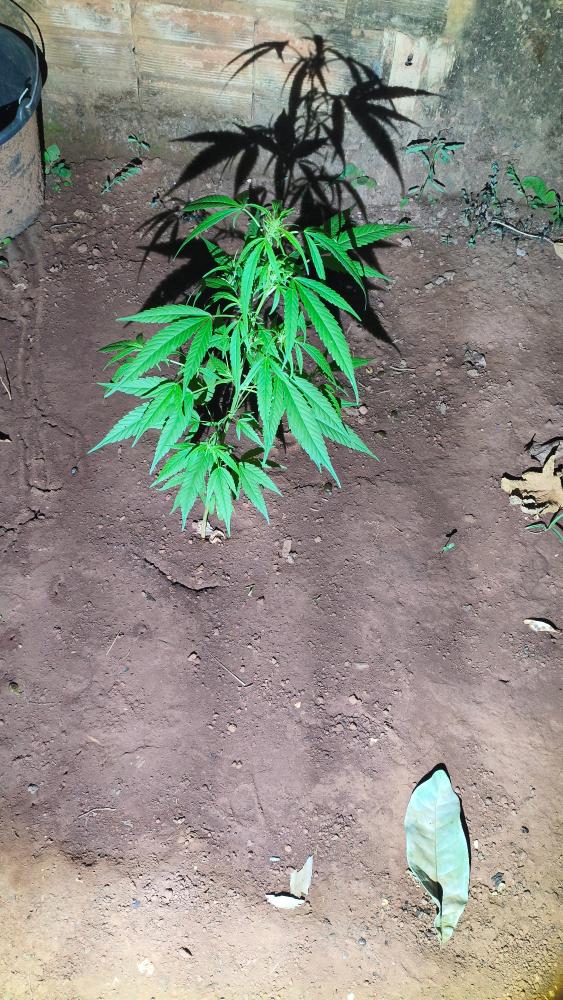 Filho é preso após agredir e ameaçar mãe por causa de pé de maconha em Aparecida