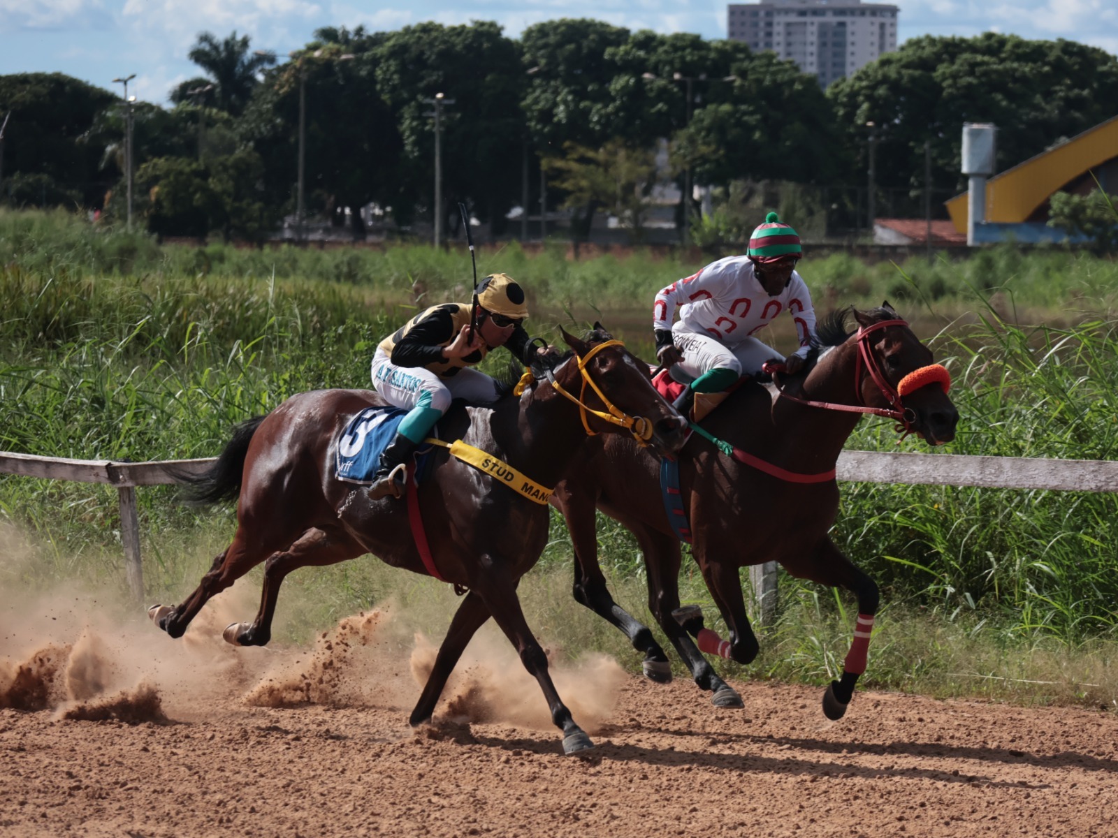 Jóquei Clube promove corrida de cavalos no Hipódromo da Lagoinha, neste sábado