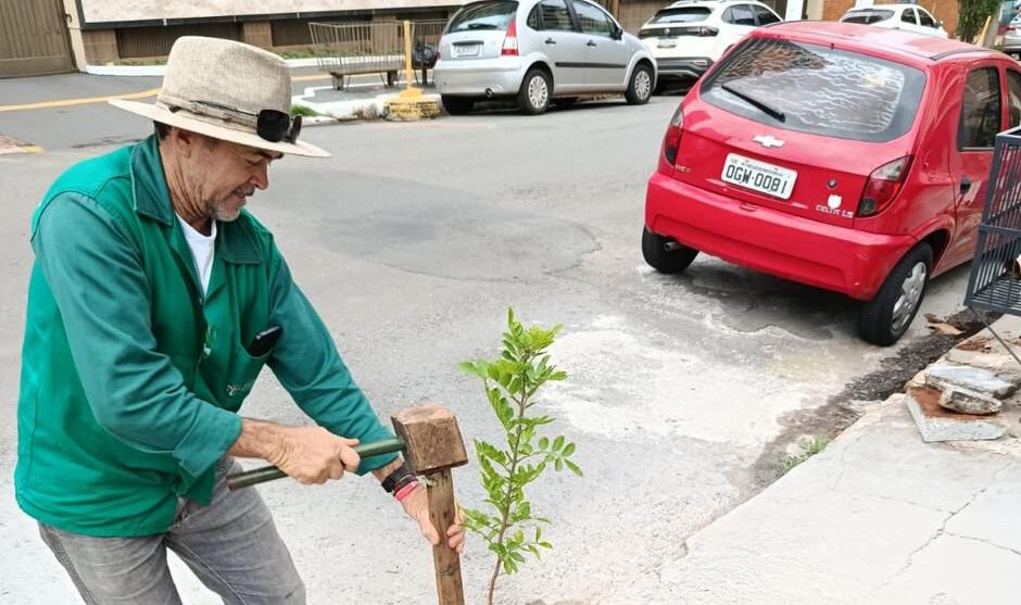 Amma plantação de árvore