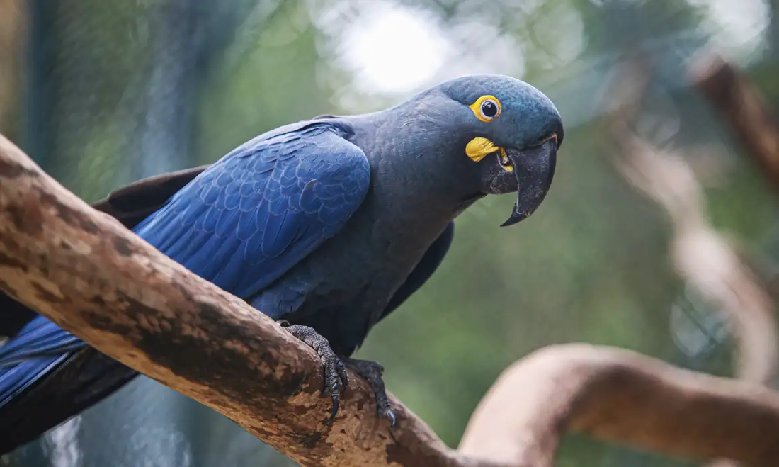 Lista de fauna ameaçada tem 180 espécies incluídas e 150 retiradas - Foto: Paulo Pinto/ Agência Brasil