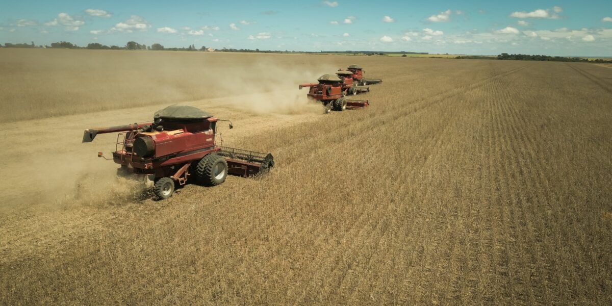 Agro - colheita de soja - Goiás ocupa 8ª posição em ranking nacional de soja