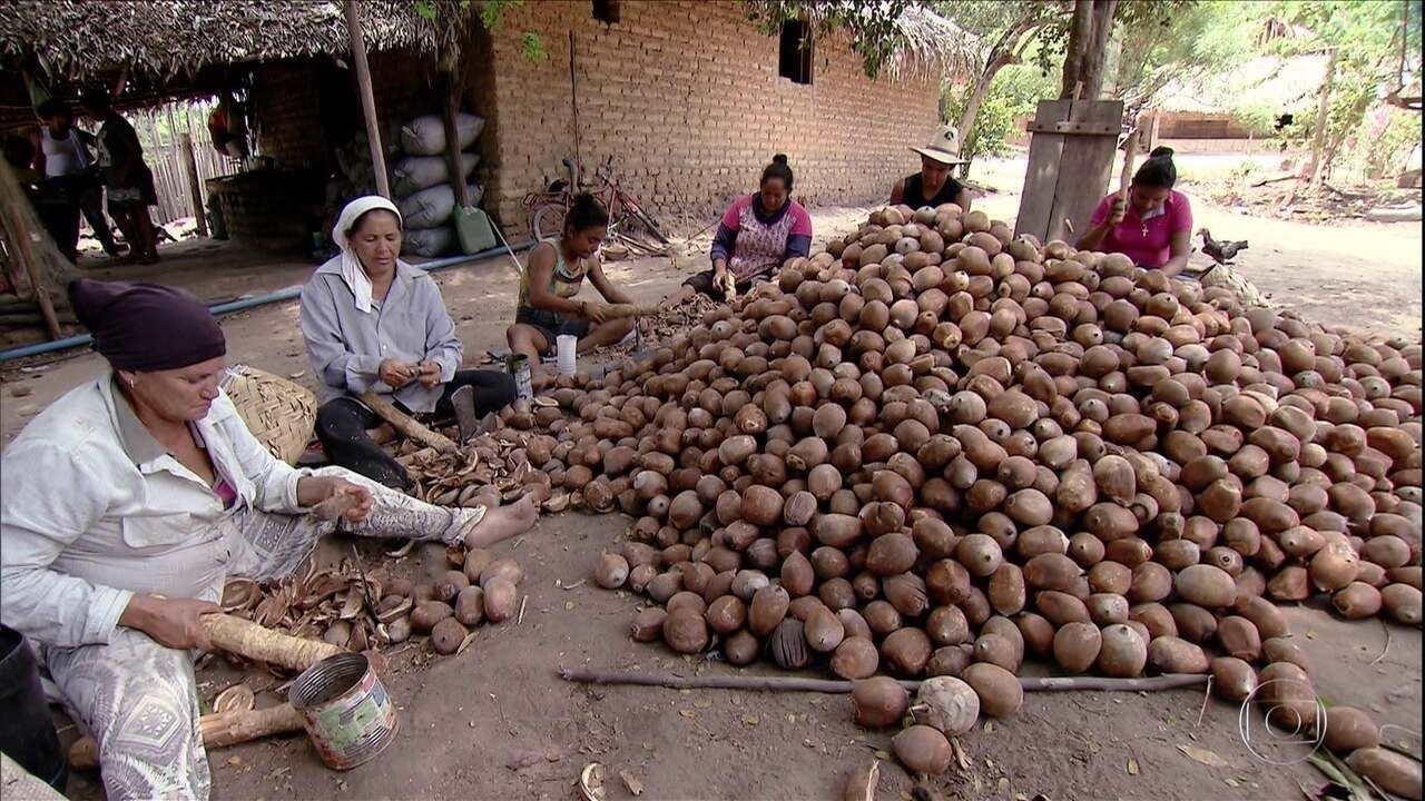 Quebradeiras de coco babaçu ganham reconhecimento federal como patrimônio cultural do Brasil