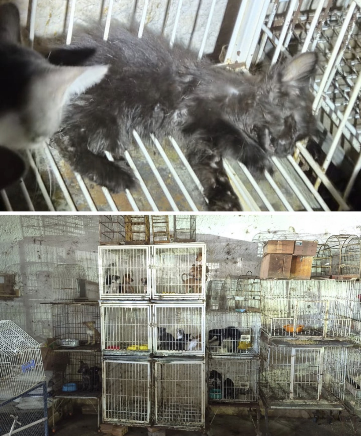 Polícia Civil resgata animais em situação de maus-tratos e prende responsáveis em Goiânia