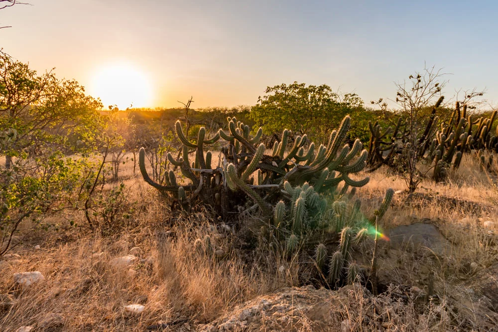Governo institui Política Nacional para Recuperação da Vegetação da Caatinga