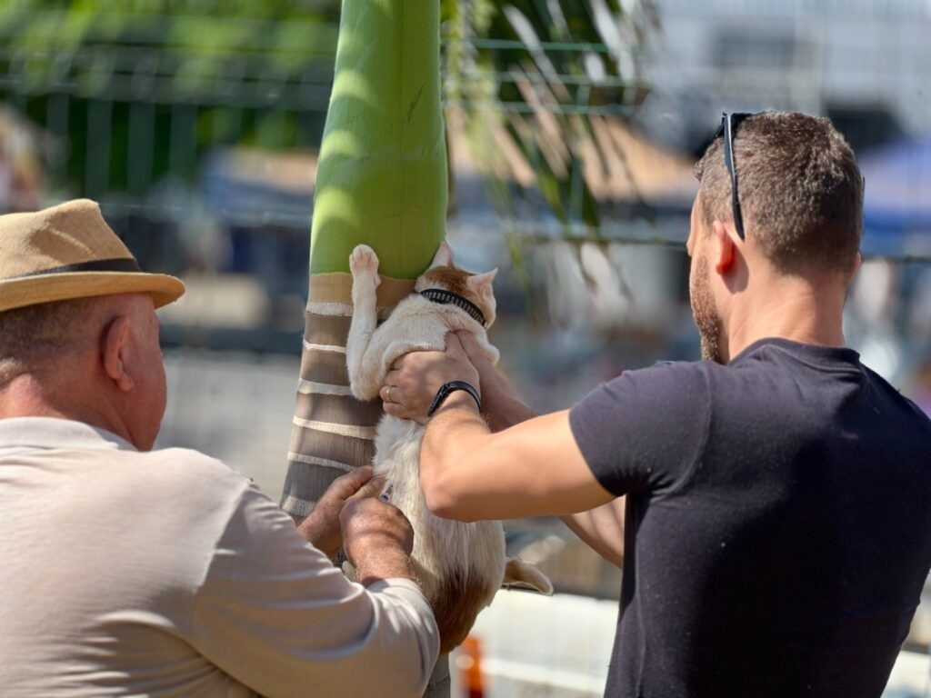 Goiânia intensifica vacinação contra raiva após caso confirmado em gato