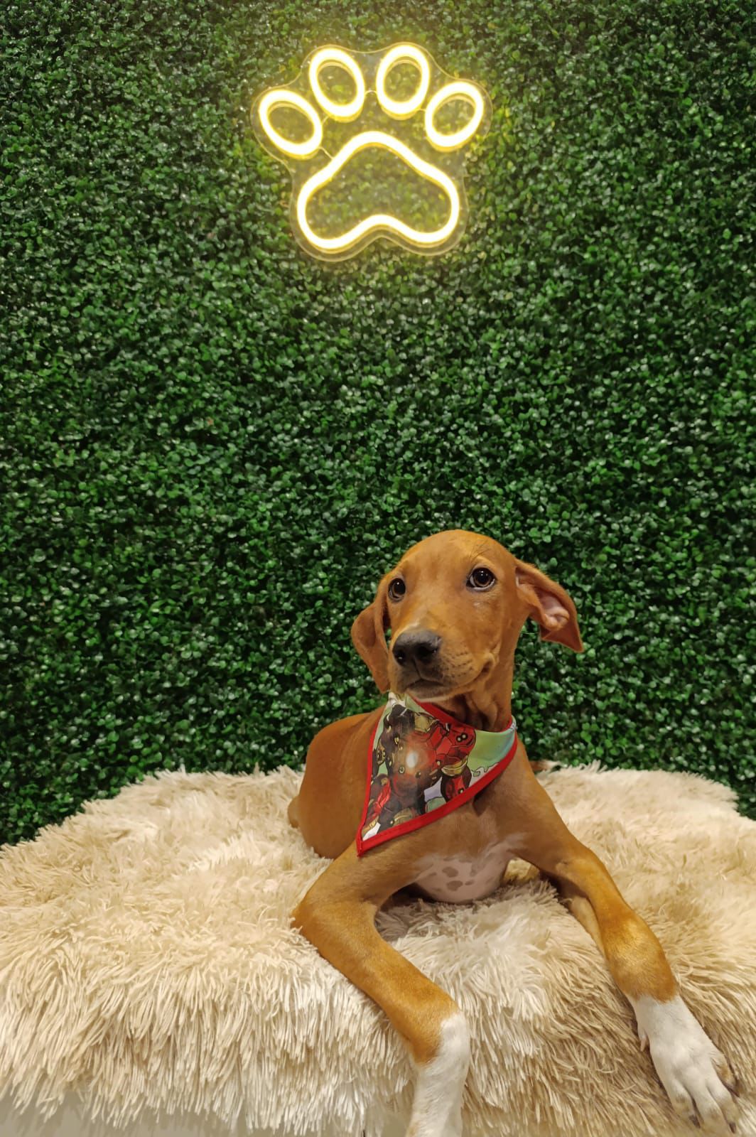 “Deu Match com Meu Pet”: evento de adoção leva mais de 40 cães e gatos ao Buriti Shopping