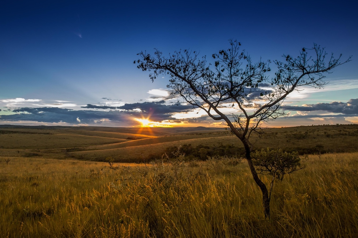 IA revela mais de 13 mil hectares abandonados no Cerrado