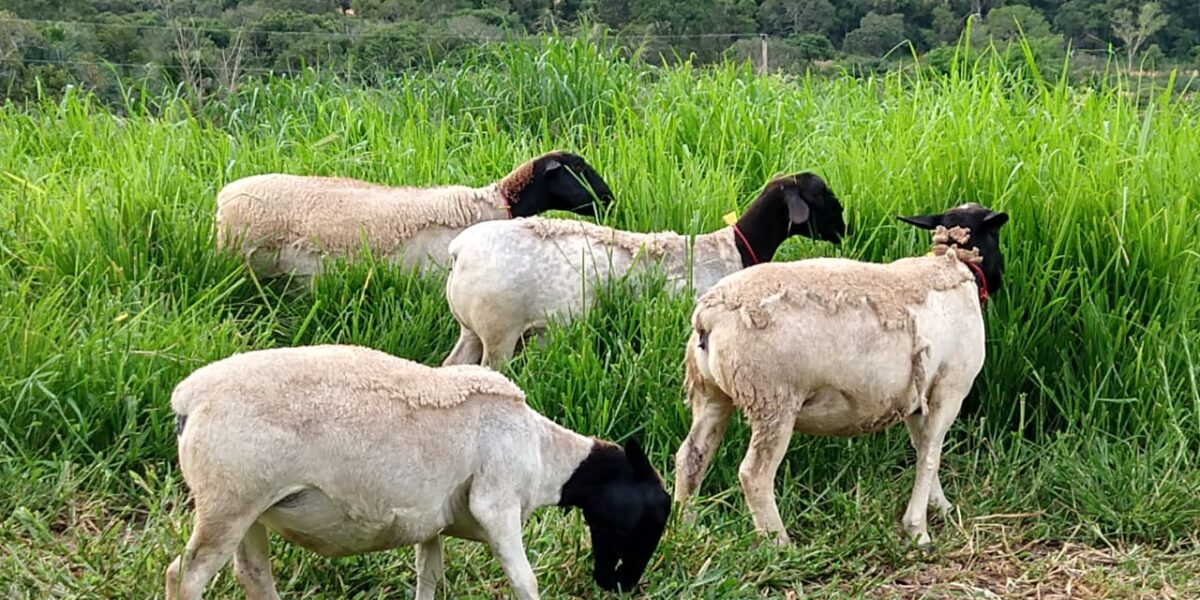 Projeto de Caiado para fortalecer criação de ovinos e caprinos avança na Câmara