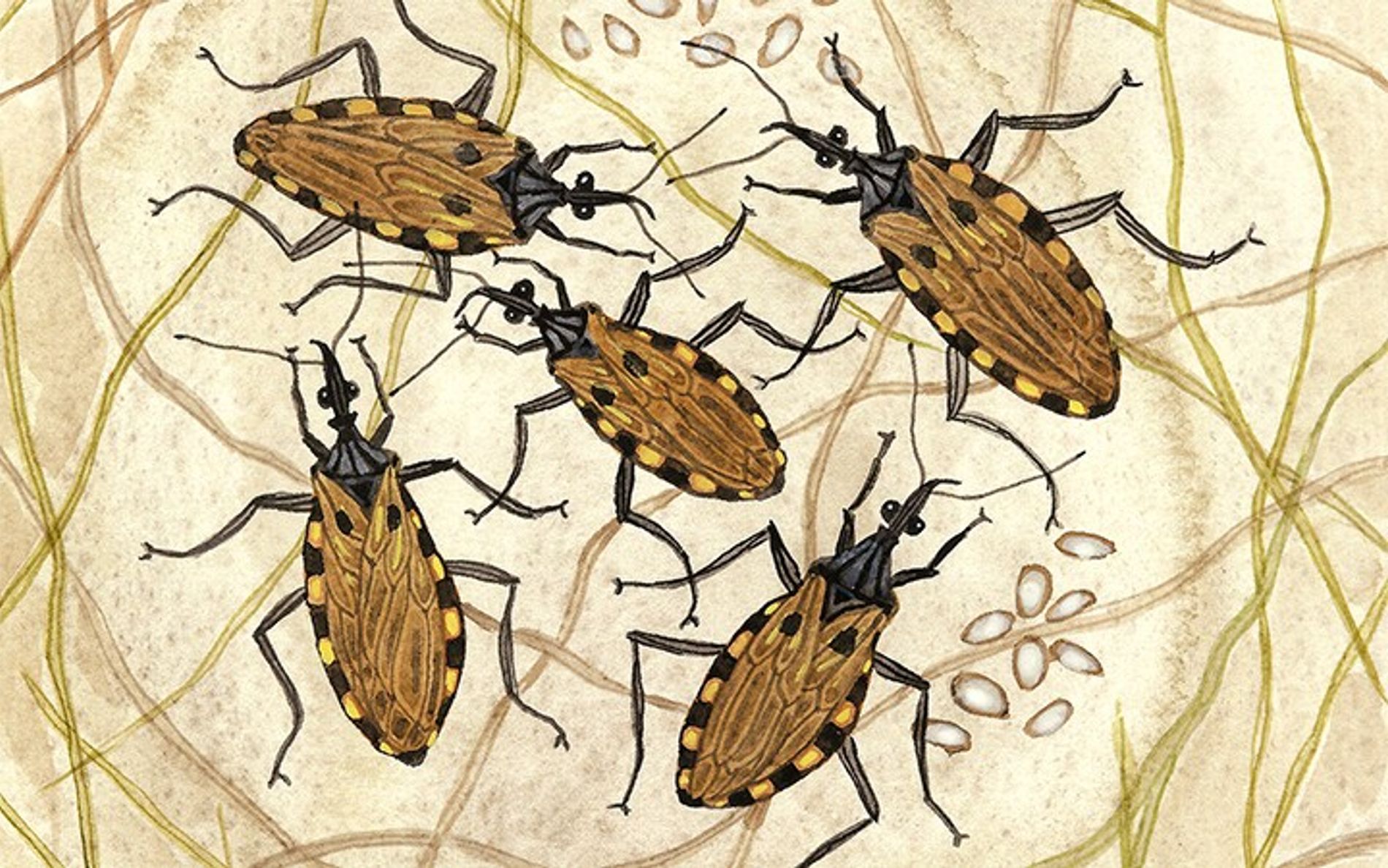 Anvisa aprova medicamento para tratar doença de Chagas em pacientes pediátricos