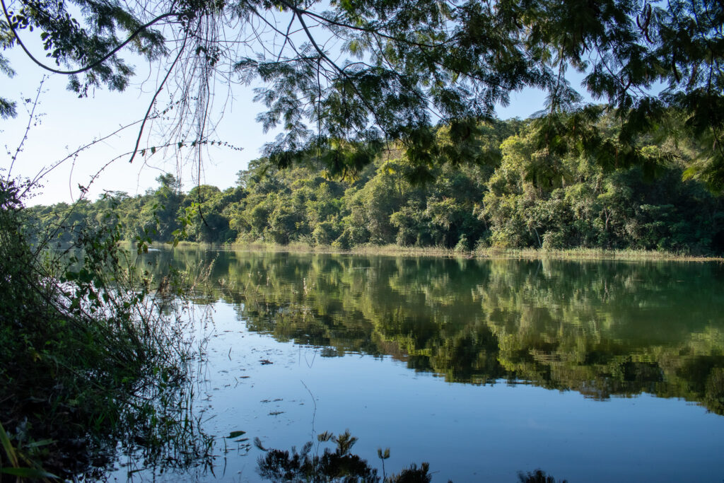 Dia da Floresta Parque Altamiro Pacheco