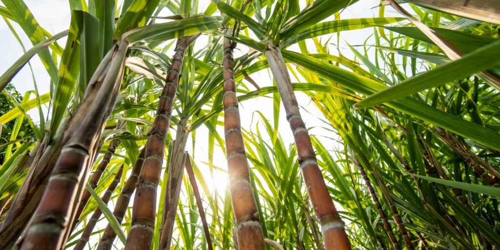 Safra de cana começa em alta e manejo da soqueira pode fazer a diferença no campo