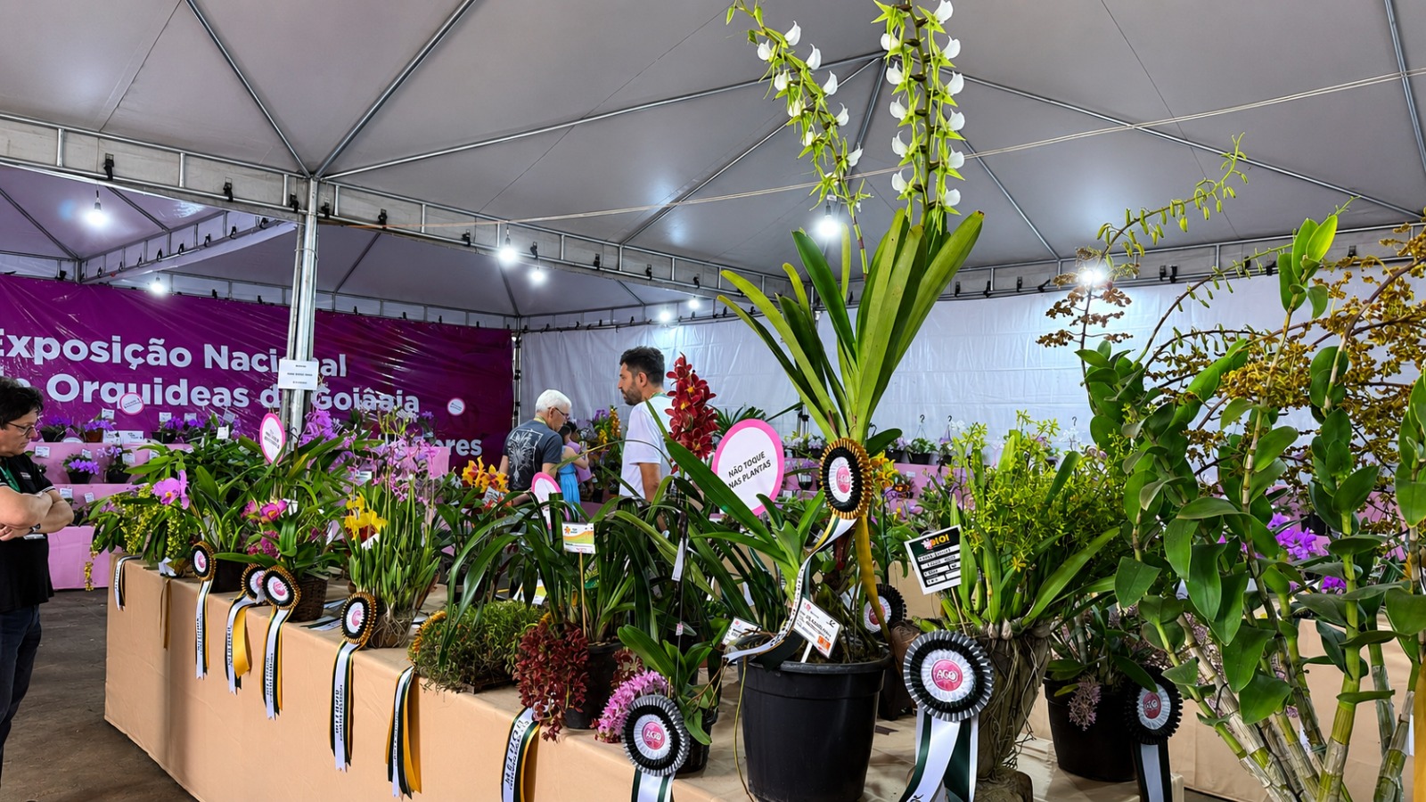 orquídeas Goiânia