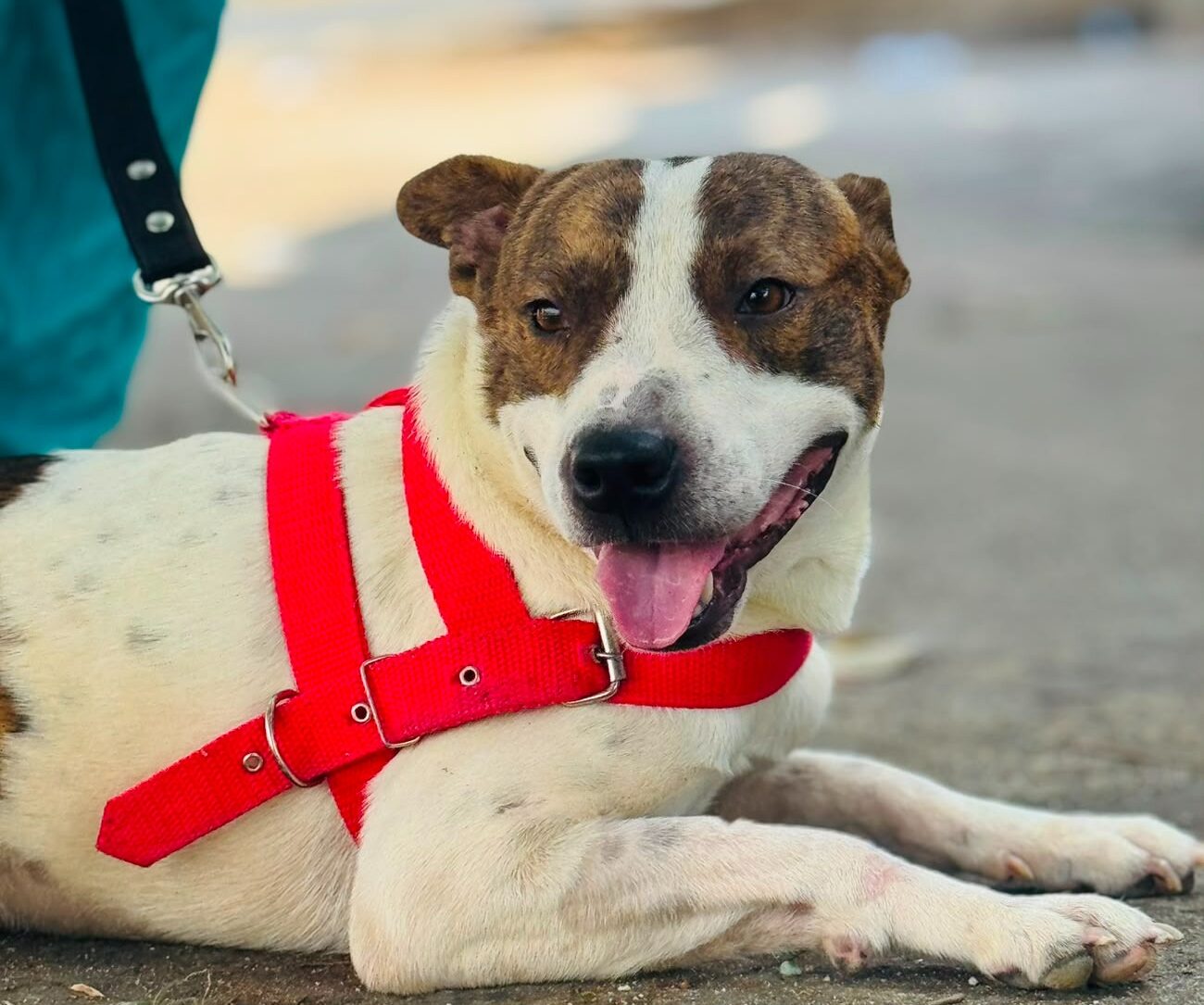 evento de adoção responsável de cães e gatos neste sábado (18)