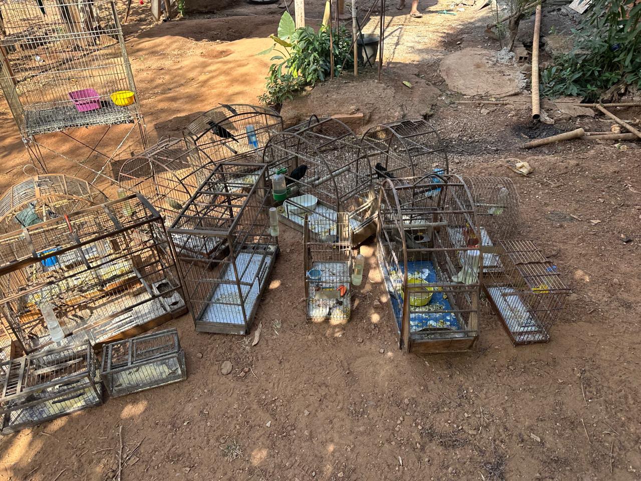 Aparecida Aves