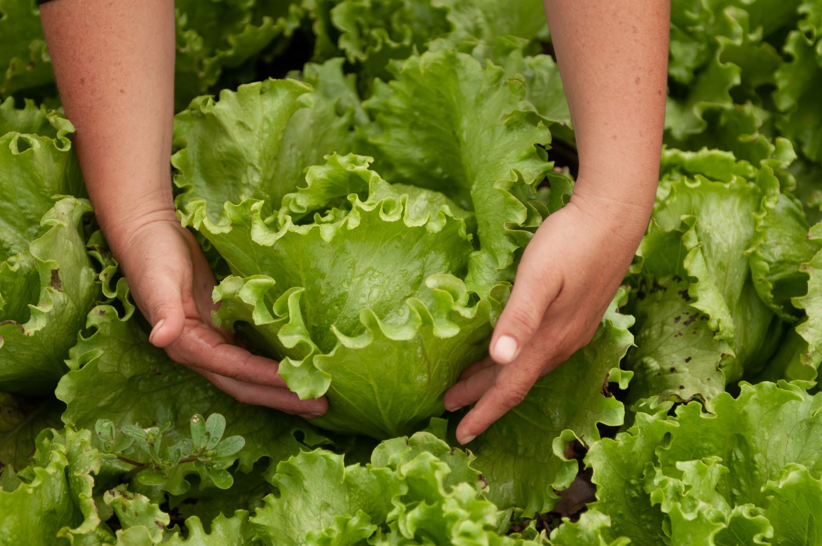 Goiás destina 45% da verba da merenda escolar à agricultura familiar