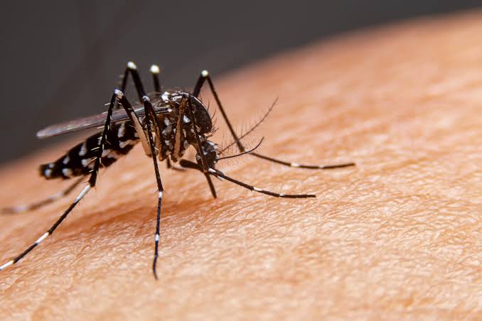 Goiás registra alta de 14,8% nos casos de dengue em 2026 e tem 75 mortes