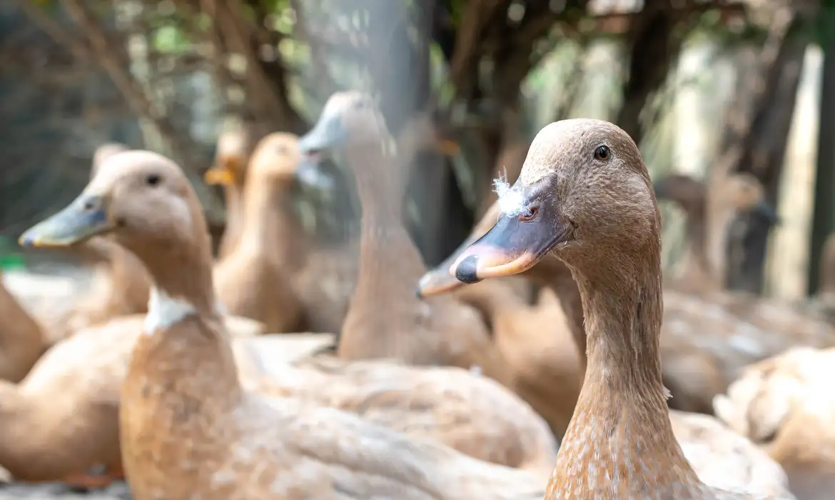 alimentação forçada de animais