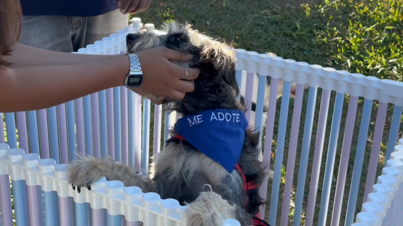 Feira de Adoção Responsável de Animais (Foto -arquivo Divulgação SECOM Aparecida)
